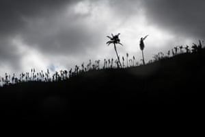 A ridgeline above Baie Barrier, east Pentecost