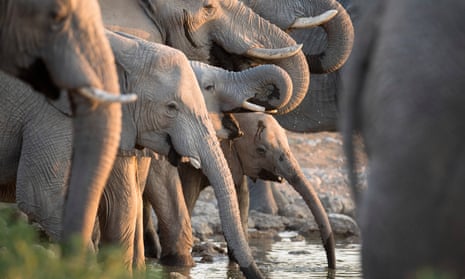 Africa minister Harriet Baldwin, pledged that the UK will lead by example, by ‘shutting down our ivory trade’, at a summit in Botswana this week.