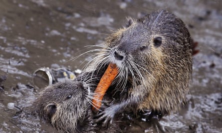 A pair of nutria fight over a carrot.