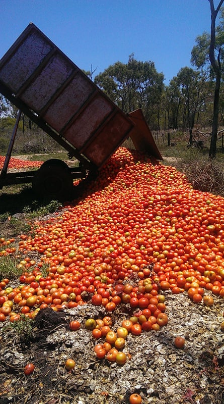 Rejected tomatoes being dumped in a Bundaberg field.