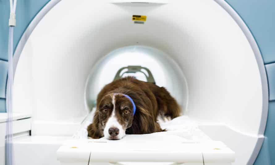 Wil, an Australian Shepherd, is put through the MRI scanner.