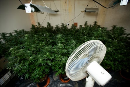 A cannabis farm discovered in a house in Oldham in 2013.