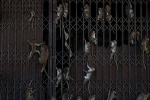 Monkeys climb onto a gate during the annual Monkey Festival in Lopburi province, Thailand.