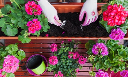 Gardening in flower boxes