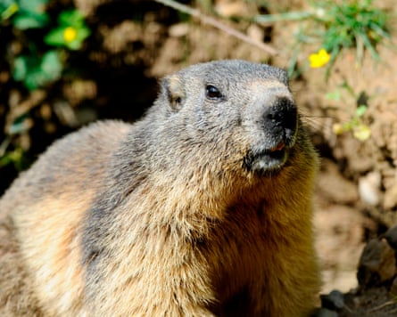 A marmot in Rhodes, eastern France.