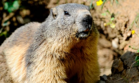 Closeup of a marmot in France