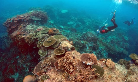 Snorkelers examining the Great Barrier Reef