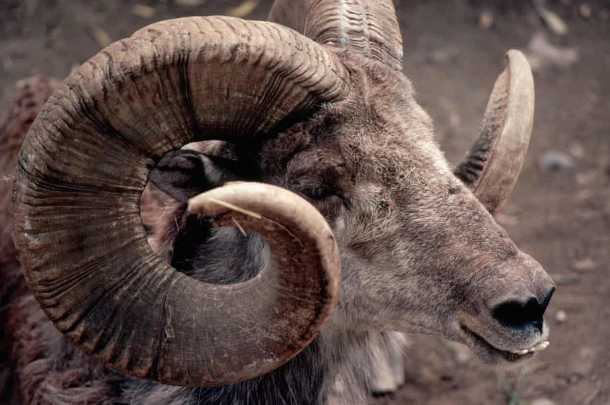 Ddonald Trump Jr. killed endangered sheep in Mongolia