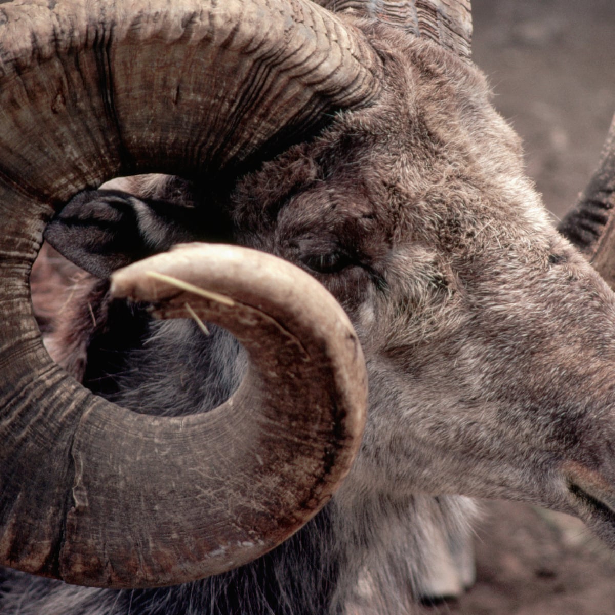 Donald Trump Jr Killed Rare Endangered Sheep In Mongolia With Special Permit Donald Trump Jr The Guardian