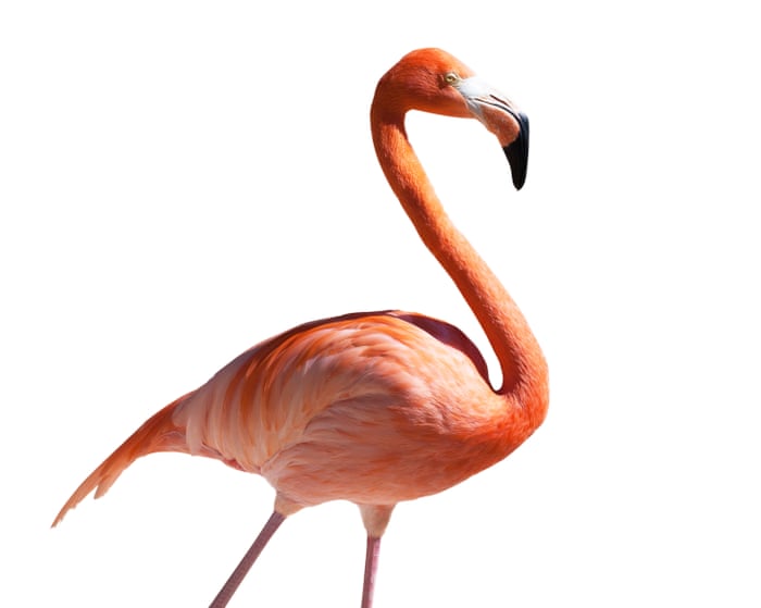 Thursday news quiz: Liz is absurd, Apu finds words and a bloke steals a bird