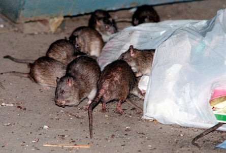 rats swarm around trash