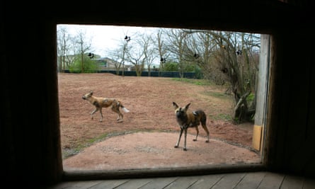 Chester zoo unveils £28m ‘Africa’ facility – complete with chilly giraffes (4) Chester zoo unveils £28m ‘Africa’ facility – complete with chilly giraffes (4)