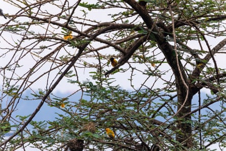 Orange weaver birds in trees at the botanical gardens