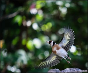 Goldfinch in flight