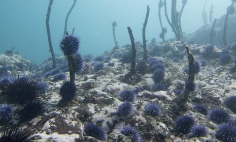 Adestroyed kelp forest filled with an explosion of purple sea urchins off the Oregon coast