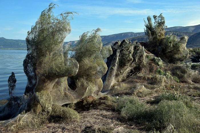 Giant Spiders Web Covers Greek Beach Greece The Guardian