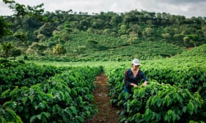 Coffee farm in Costa Rica