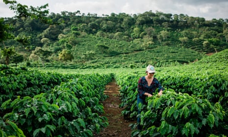 Coffee farm in Costa Rica