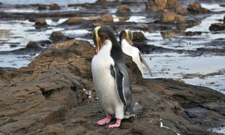 John S Smith’s yellow-eared penguin sighting in New Zealand in 2012.