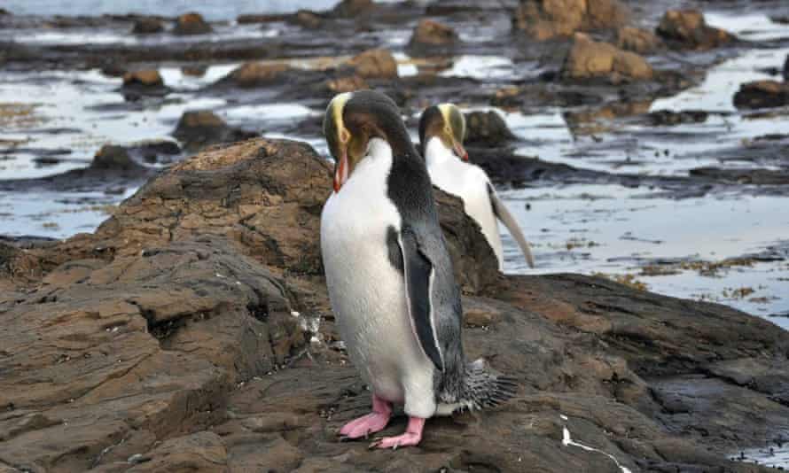 ‘The path was alive with army ants!’ – readers’ holiday encounters with nature 1 John S Smith’s yellow-eared penguin sighting in New Zealand in 2012.
