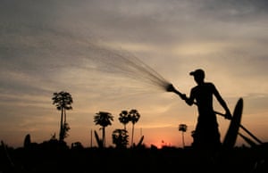 A Cambodian farmer waters farm field in Samroang Tiev at the outskirt of Phnom Penh, Cambodia, Sunday, Nov. 3, 2013. (AP Photo/Heng Sinith)