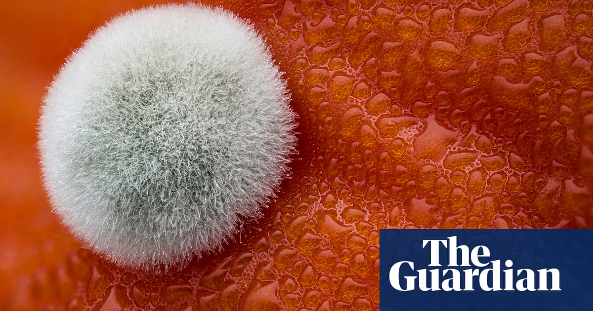 Strange and beautiful things under a microscope – in pictures ...