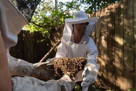 Beekeepers remove honeycombs from the roof of a shelter in Coral Gables, Florida, in January.