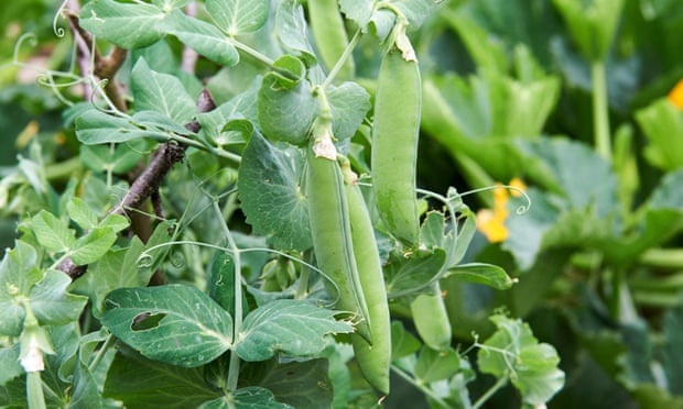 Pea Plants