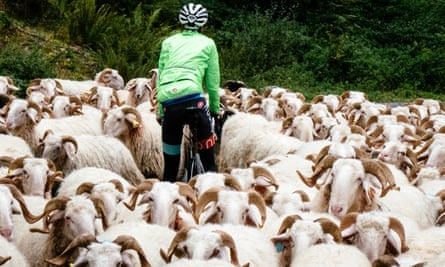 A rider is surrounded by sheep on the route, a common problem in the area.
