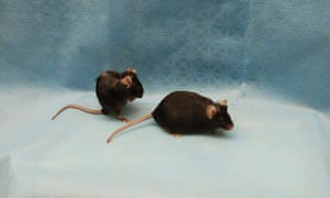 twin mice showing the beneficial effects of removing senescent cells