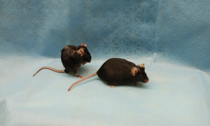 Want To Live For Ever Flush Out Your Zombie Cells Science