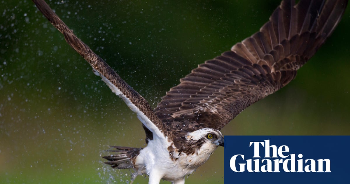 Country diary: A passing osprey needs to eat - but the local terns won't let it | Claire Stares