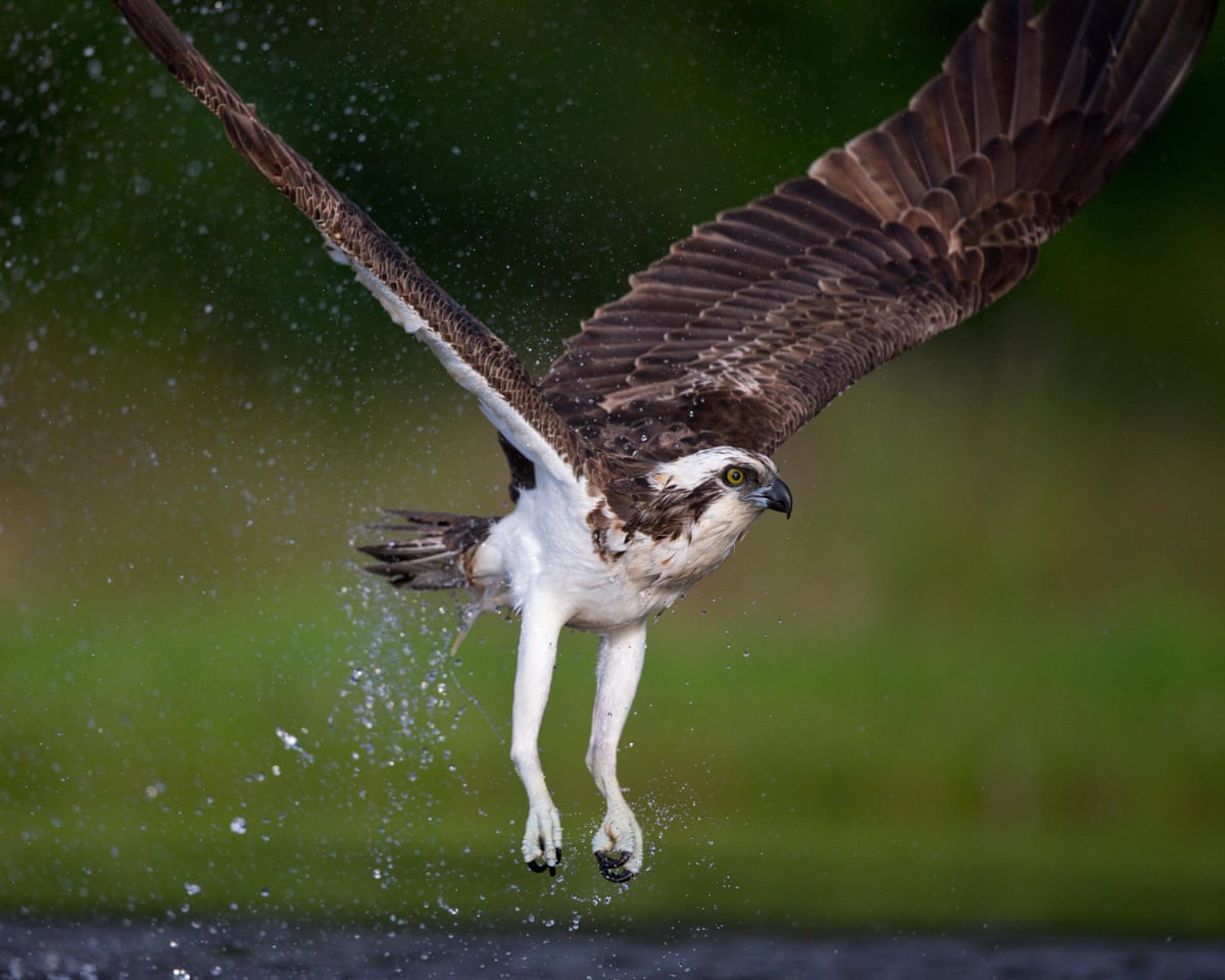 Terns defend feeding grounds from migrating osprey