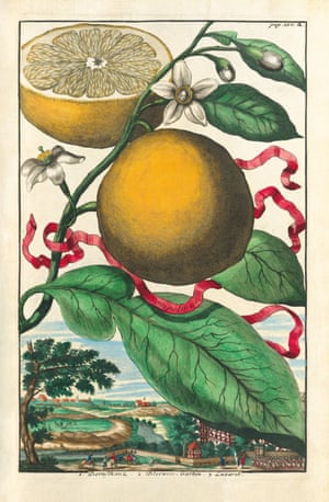 Illustrations and engravings of lemons and citrus fruit from the book by Iris Lauterbach called J C Volkamer. Citrus Fruits, published by Taschen.