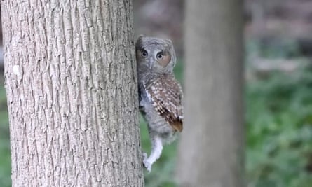 One of Alfie’s chicks climbs a tree outside the Safina home.