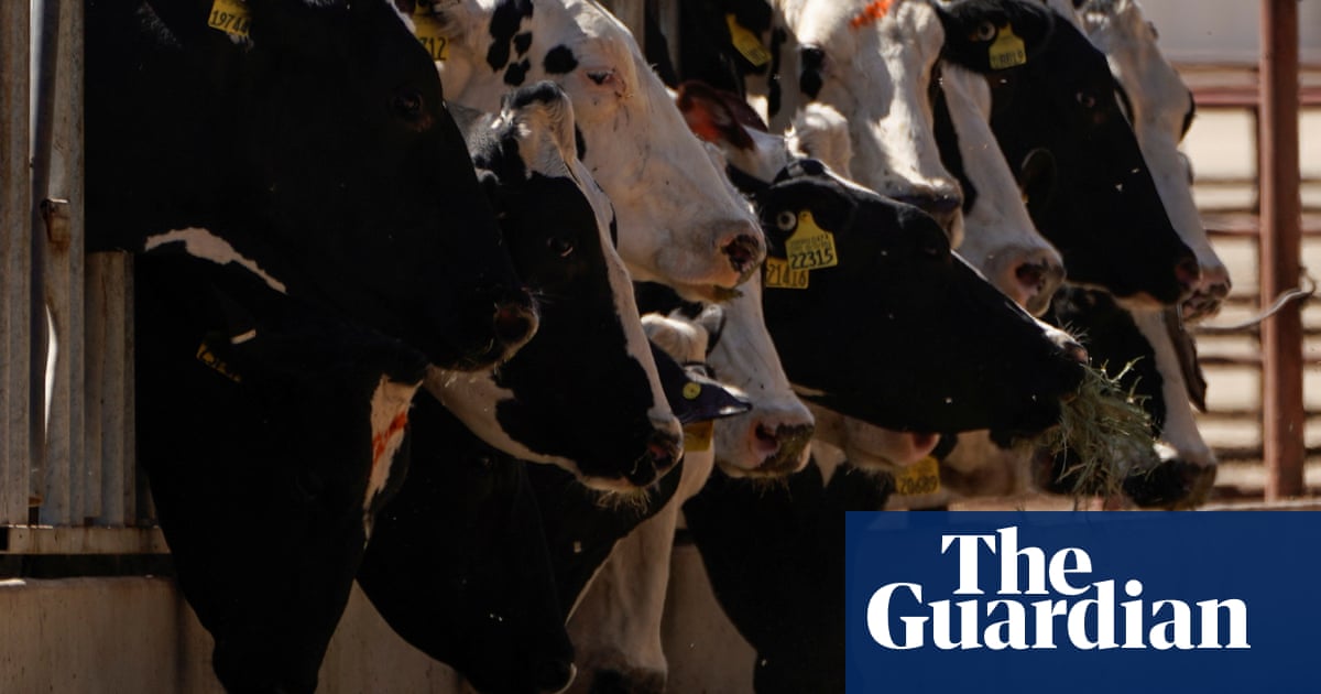California subsidies for dairy cows’ biogas are a lose-lose, campaigners say