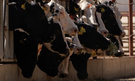 Holstein cows at a dairy in California; where the state has spent $600m on incentives to dairy farmers  to convert animal waste into biogas