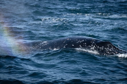 Back of a humpback protruding from the water