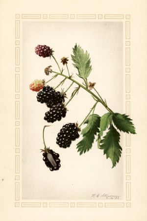 Watercolour of a sprig of blackberries from An Illustrated Catalogue of American Fruits and Nuts, published by Atelier Editions.