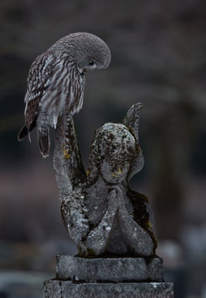 A great grey owl perched on a statue