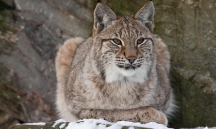 A northern lynx sits on snowy ground
