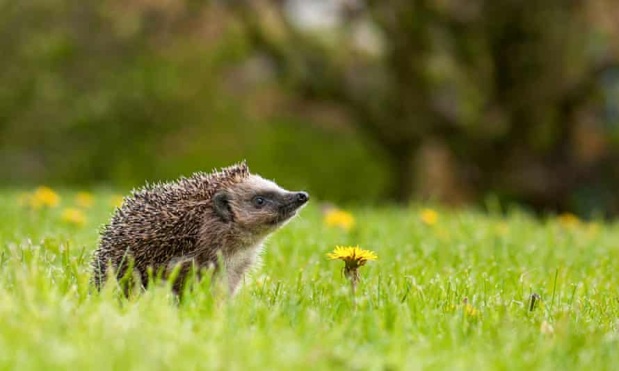Hedgehogs are starting to come out of hibernation now, so leave shallow dishes of water.