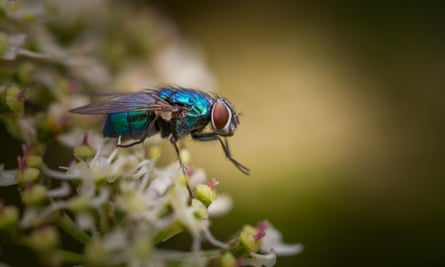 Shoo fly, don't bother me: Australia's most common flies and how