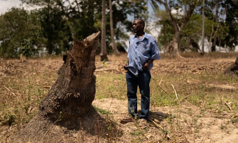 Mbaji Chikuro is a coconut farmer and palm wine maker, he shows one of the coconut trees he recently cut down after it dried up in Rabai, Kenya