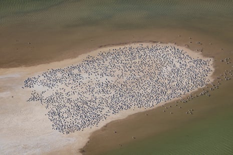 Thousands of pelicans roost on an island in the island sea