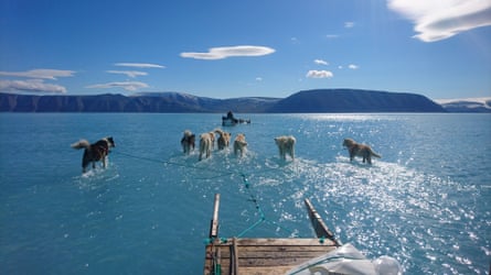 Sled dogs wading through standing water on the sea ice during an expedition in North Western Greenland.