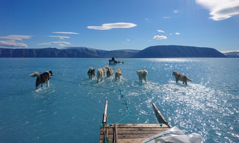 Husky dogs in Greenland