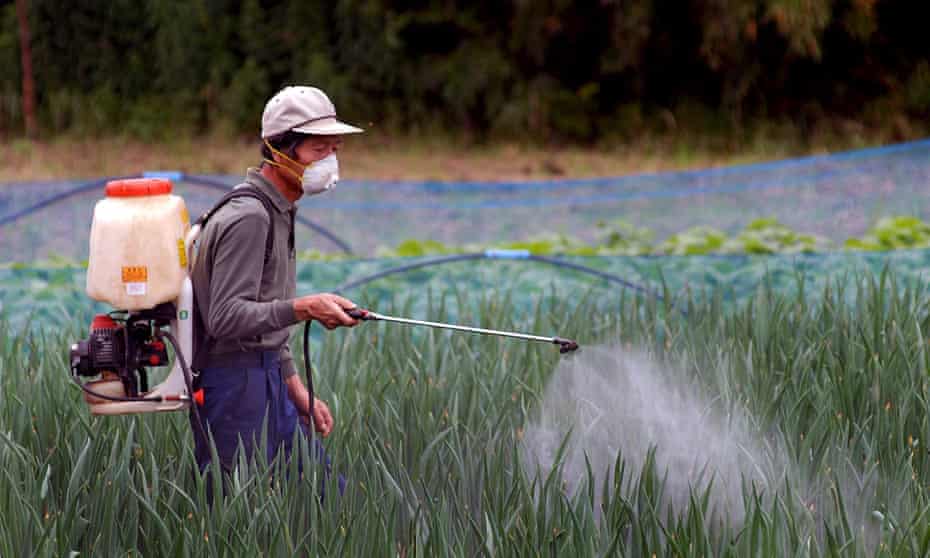 Man spraying pesticides on rice paddyfield