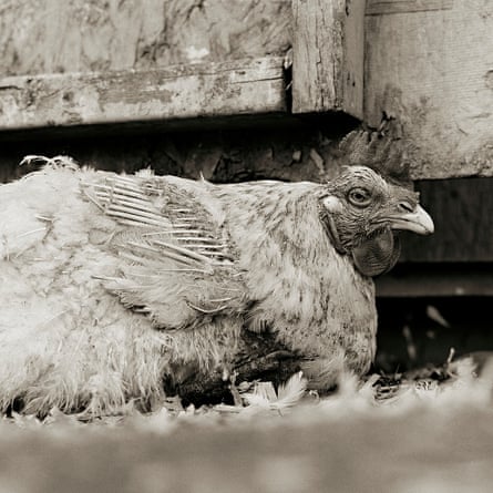 An unnamed rooster, age unknown, rescued from a factory farm