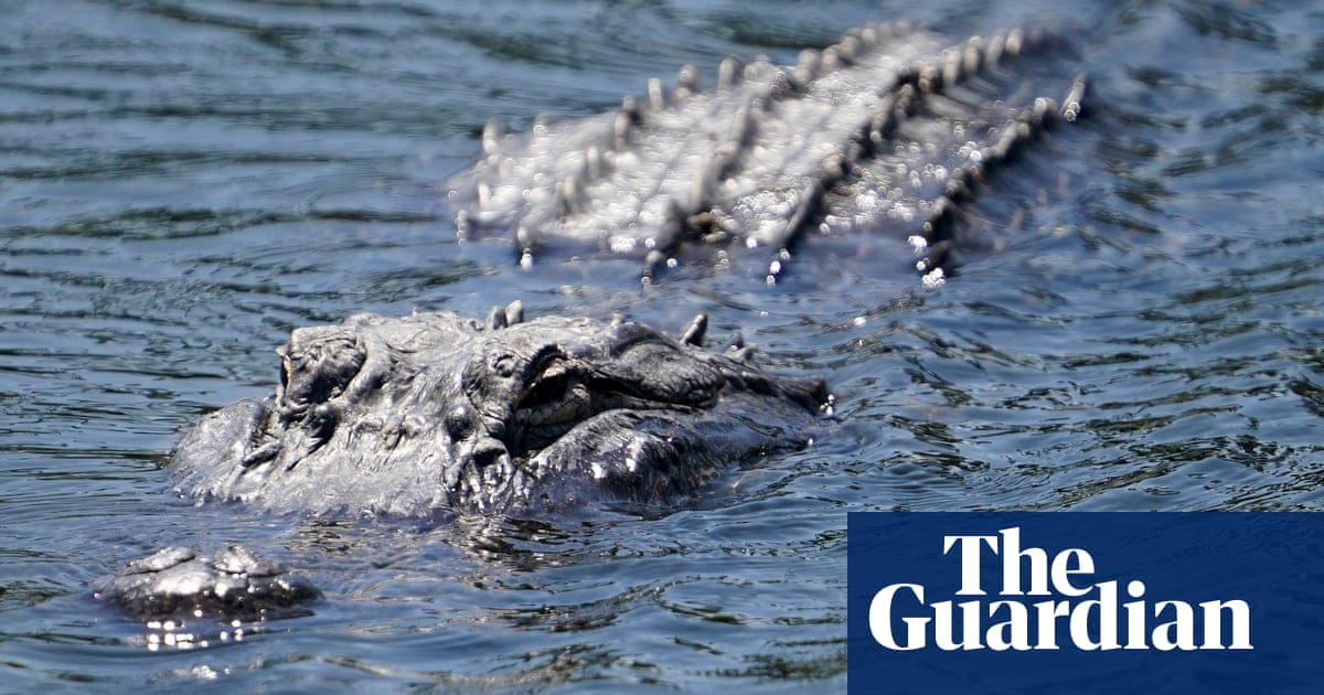 Amorous Alligators Put Florida On Alert As Mating Season Begins Florida The Guardian Amorous Alligators Put Florida On Alert As Mating Season Begins Florida The Guardian